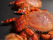 Special Cuisine in the South Central Coast