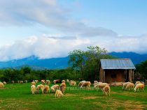 Phan Rang Sheep Fields-The unforgettable memories
