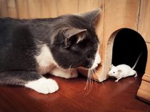 THE FAIRY TALE: CAT AND MOUSE